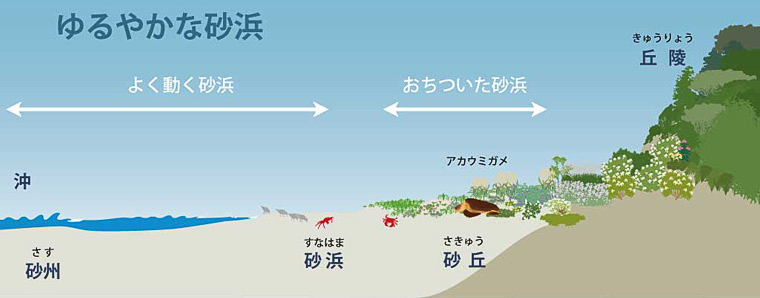 アカウミガメ産卵地保全活動（日本）