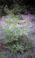 萌芽1-2007