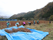中上仮設住宅そば刈りのお手伝い（住田町）【10月】