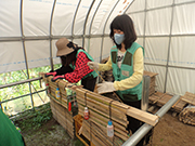 松の植樹のための防風柵づくり（陸前高田市）【6月】