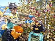 りんごの収穫（陸前高田市）【11月】
