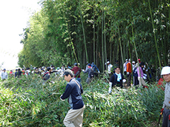 竹林伐採風景