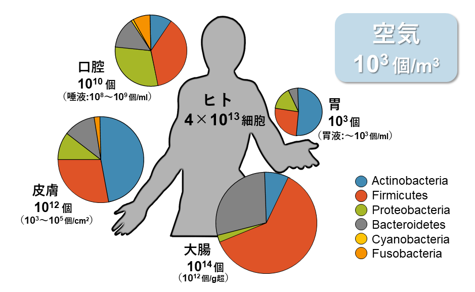 人に共生する微生物（常在菌）の種類と存在量