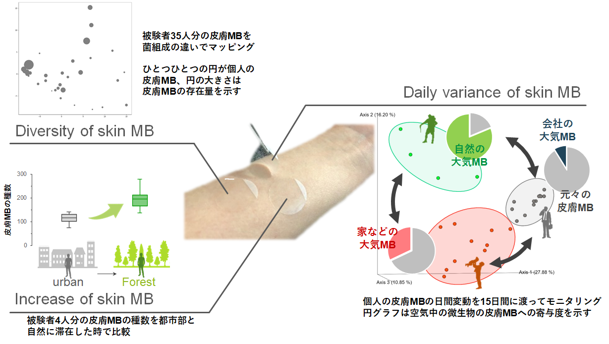 皮膚MBの見える化と空気質の影響。皮膚MBサンプリング、皮膚MBの個人差、日間変動を示す。