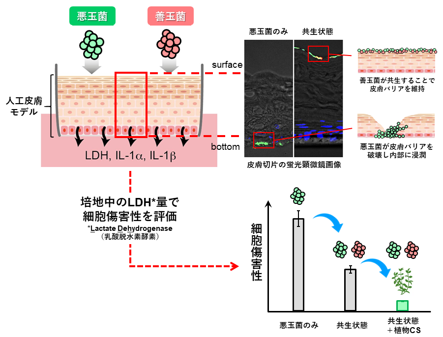 人工皮膚モデルを用いた皮膚MBのメカニズム研究。皮膚MBの皮膚上の局在と植物由来化学物質が皮膚共生モデルへ及ぼす影響を示す。