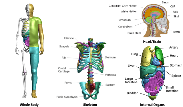 Model Structure