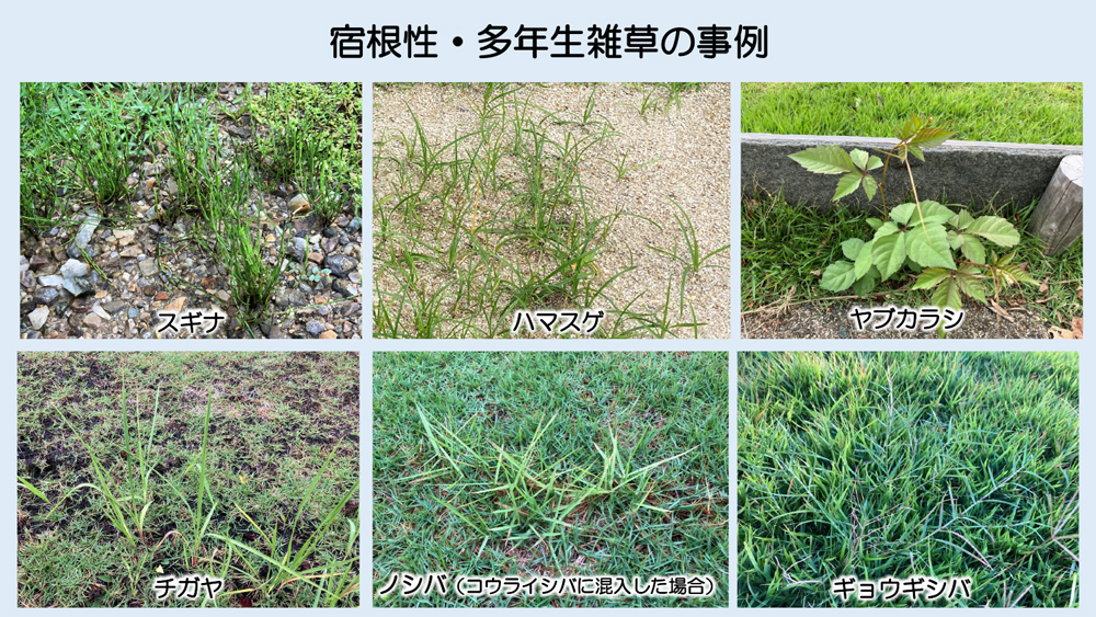 芝管理　芝　除草 施工・管理のポイント - 高密度 省管理ノシバ TM-Cross