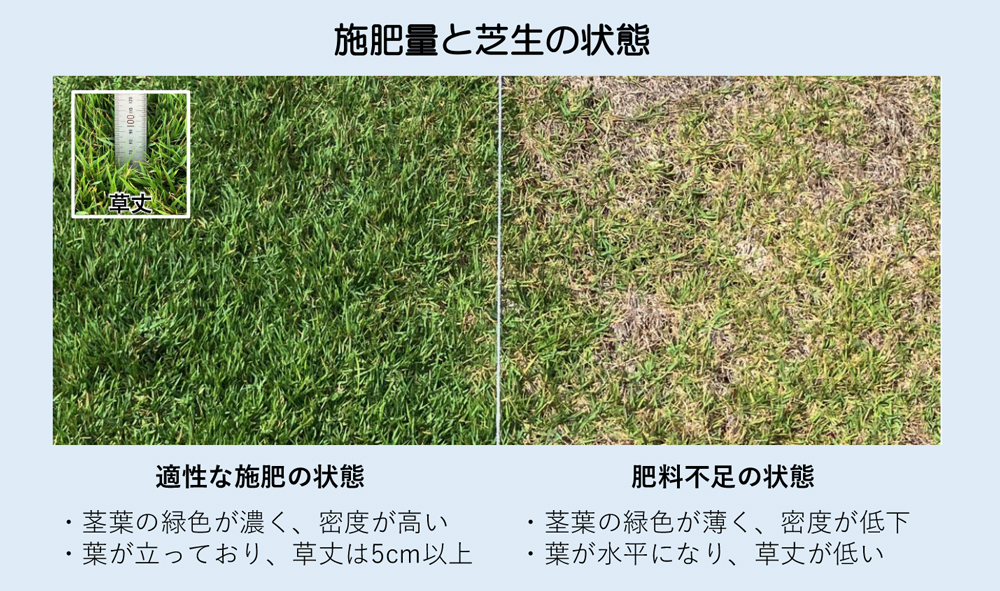 芝管理　芝　除草 芝生の管理 芝専用除草剤は効くのか検証 Lawn management