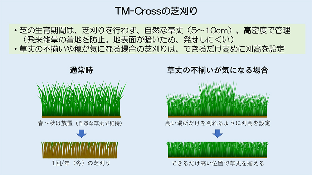 施工・管理のポイント - 省管理型コウライシバ（高麗芝）TM9