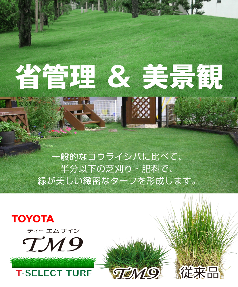 省管理×美景観 TM9は一般的なコウライシバに比べて、半分以下の芝刈り・肥料で緑が美しい緻密なターフを形成します。